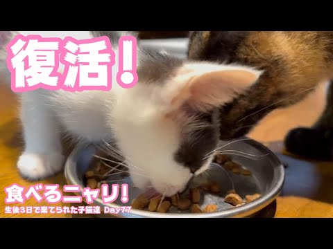 復活! 食べるニャリ生後3日で棄てられた子猫達 Day 77(YouTube)