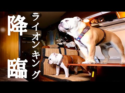 【北海道車中泊の旅】愛犬を車内に置いてお出かけしたら２匹で劇団四季のリハーサル始めてた…(YouTube)