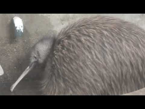 キタジマキーウィ の『ジュン』 (天王寺動物園・ナイトズー) 2021年10月11日(YouTube)