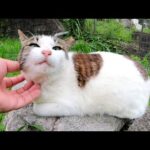 石の上に座るも、お尻がはみ出してしまったキジシロ猫ちゃん(YouTube)