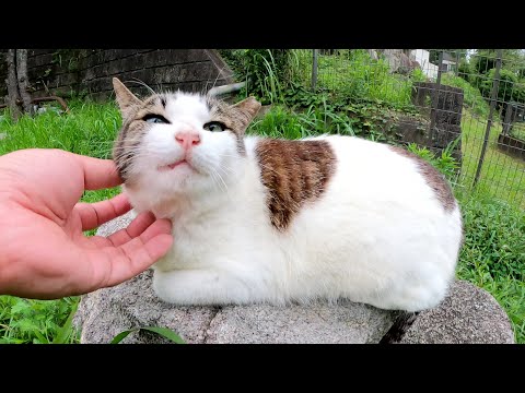 石の上に座るも、お尻がはみ出してしまったキジシロ猫ちゃん(YouTube)