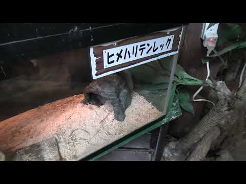 ハリテンレック と ヒメハリテンレック (めっちゃおもろい動物園) 2021年10月7日(YouTube)