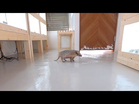新しいお家にテンション上がって永遠に駆け回るアルマジロ(YouTube)