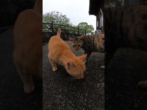 屋根から飛び降りた茶トラ猫をベンガル猫が心配する(YouTube)