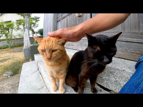 小雨が降ってきたので神社で猫と雨宿りしてきた(YouTube)