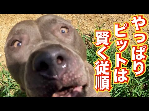 【卒業】ピットブル プーくんと野犬 鼓太郎くん三重県へ帰りました　柴犬ねねちゃん里帰り(YouTube)