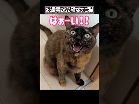 甘え上手すぎる猫がこちらです！ #shorts(YouTube)