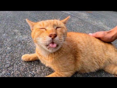 腰トントンされるとペロペロする野良猫(YouTube)