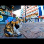 朝のハンバーガー屋さん前で朝食の配給を待つ野良猫たち(YouTube)