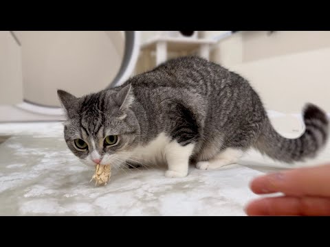 初めて丸ごとささみをあげたら猫が豹変して大変なことになりました…(YouTube)