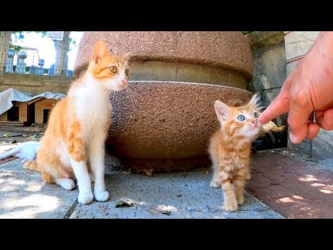 広場の片隅にある猫ハウスに行くと子猫がたくさんいて癒される(YouTube)