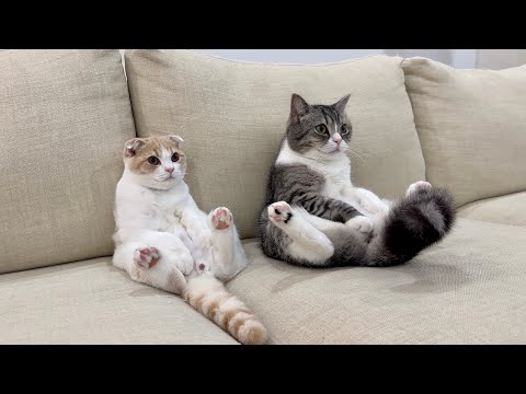 トムとジェリーが好きすぎて夢中な猫たちがかわいすぎました…笑(YouTube)