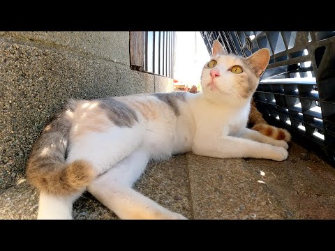 漁港で暮らす猫達が上手に日陰を探して熱中症対策をする(YouTube)