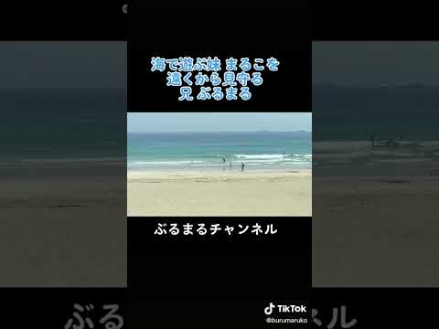 性格真反対なイッヌ #犬 #ブルドッグ #海(YouTube)