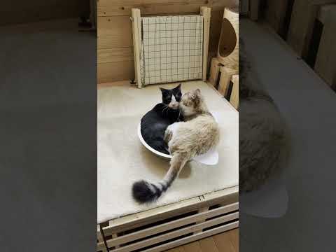 舐めつ舐められつ仲睦まじい夫婦(YouTube)