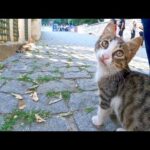 歴史的な遺跡の周辺には子猫が沢山いて癒やされる(YouTube)