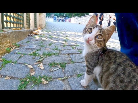 歴史的な遺跡の周辺には子猫が沢山いて癒やされる(YouTube)