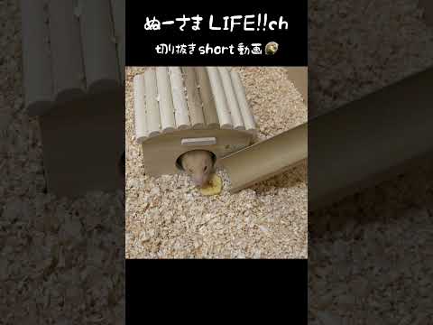 勝手にデリバリー始めました【ハムスター】#shorts(YouTube)