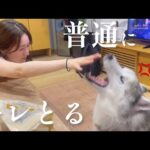姉と戦うも決着がつかず、腹ごしらえの後に再戦を挑み文句を垂れるシベリアンハスキー(YouTube)