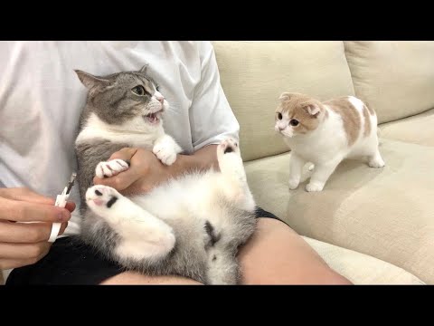 爪切りされて大泣きしてる兄を見たら子猫がまさかのこうなっちゃいました…(YouTube)