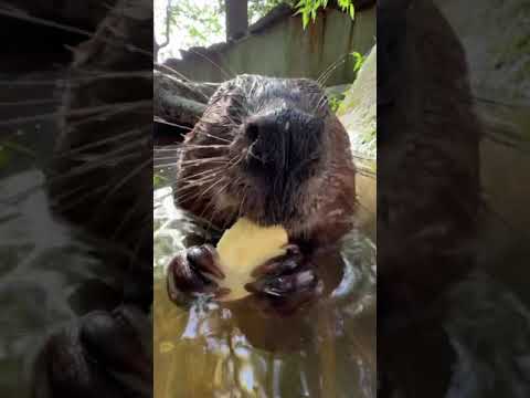 ビーバー咀嚼音動画　Beaver ASMR(YouTube)