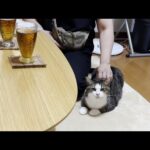 書籍の取材に来た人を全力でおもてなしする猫(YouTube)
