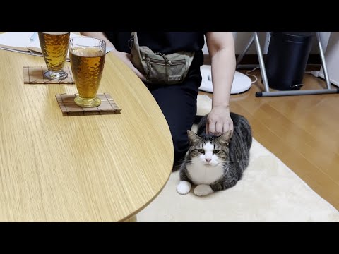 書籍の取材に来た人を全力でおもてなしする猫(YouTube)