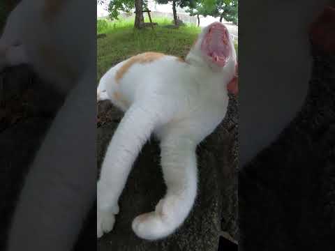 ぽっちゃり体型の茶シロ猫が「モフっていいよ！」とコテンと寝転がる(YouTube)