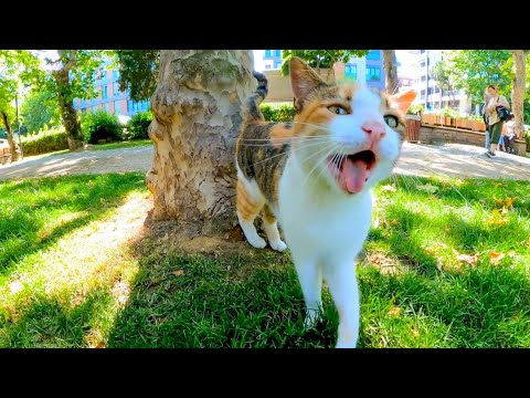 一旦は逃げようとしたけどやっぱり撫でられにきた三毛猫ちゃん(YouTube)