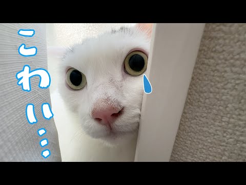 掃除機が怖すぎてすぐにこうなっちゃいます…(YouTube)