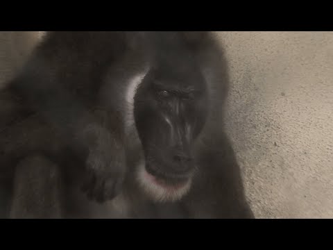 ドリル の『ドン』 (天王寺動物園・ナイトズー) 2021年10月11日(YouTube)