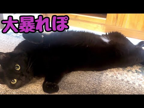 飼い主不在時は大暴れしている事が発覚した普段大人しい元野良さん(YouTube)