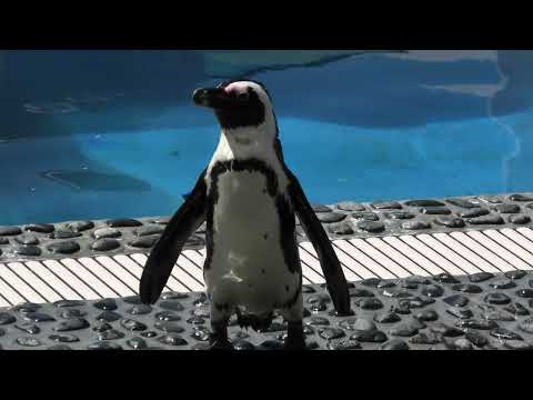 ケープペンギン の フィーディングタイム (四国水族館) 2021年8月4日(YouTube)