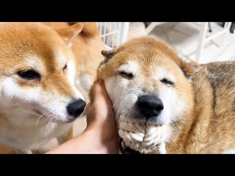 いつも通り帰ってきた飼い主に1ヶ月以上会ってなかったのような柴犬の歓迎モード笑(YouTube)