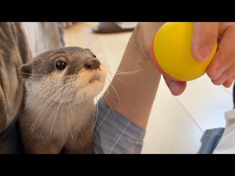 ハプニングが次々と起こり、その対応に追われまくるカワウソ Otter are busy dealing with a series of happenings.(YouTube)