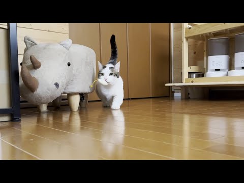 豆大福のおちりは可愛かった(YouTube)