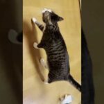 急に冷める猫(YouTube)