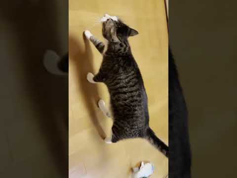 急に冷める猫(YouTube)