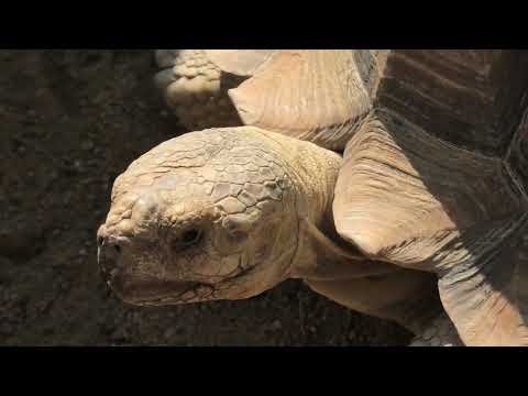 ケヅメリクガメ (京都市動物園) 2021年10月8日(YouTube)