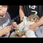 フクロウ達の爪切りを全員まとめてやってみた(YouTube)