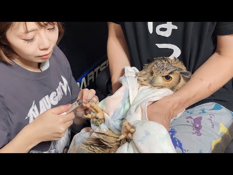 フクロウ達の爪切りを全員まとめてやってみた(YouTube)