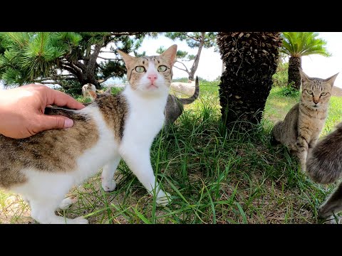 可愛い猫達がヤシの木のパラソルの下に集まって猛暑をしのぐ(YouTube)