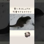 久しぶりの雪に大はしゃぎするカワウソと雪初体験の猫 otter excited by the first snow in a long time.(YouTube)