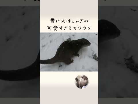 久しぶりの雪に大はしゃぎするカワウソと雪初体験の猫 otter excited by the first snow in a long time.(YouTube)