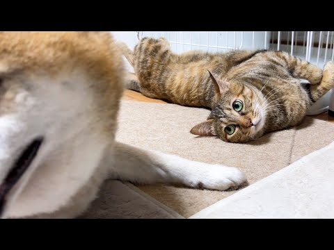 遊びたいけど動きたくない猫の側に柴犬が来るとすまし顔で喜びます(YouTube)