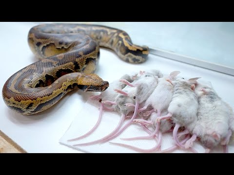 超凶暴&腹ペコな蛇にマウスを食べさせます(YouTube)