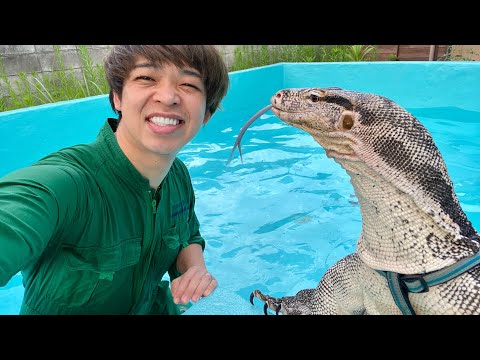 2mのオオトカゲと庭の特大プールで優雅に泳げる幸せ(YouTube)