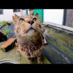 猫島の路地裏で猫の集会に参加してきた(YouTube)