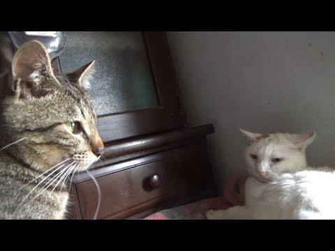 病弱な猫を心配そうに見守ってくれる猫(YouTube)