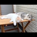 テラスを開放しておいたら猫たちが気持ち良すぎてこうなってました…笑(YouTube)